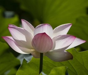 荷塘粉白相间的荷花摄影图片